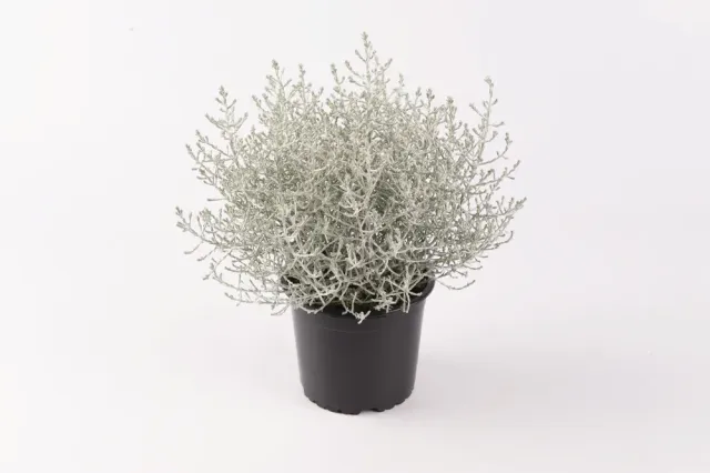 Tuincentrum Heerdink Calocephalus Brownii zilverstruikje grijs