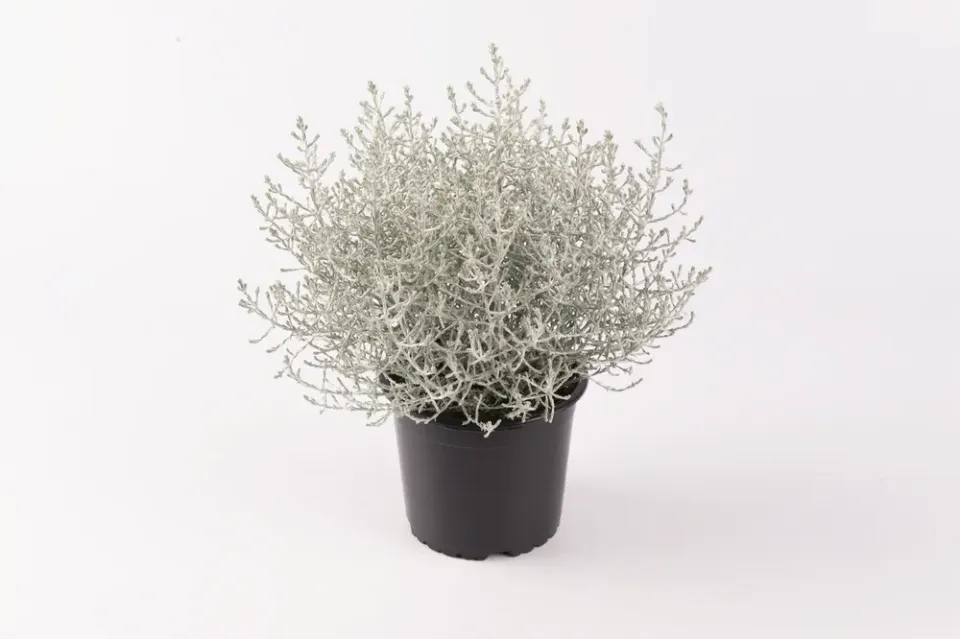 Tuincentrum Heerdink Calocephalus Brownii zilverstruikje grijs