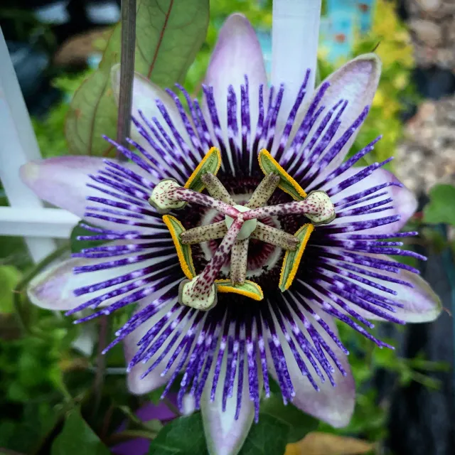 The Natural World Damsel's Delight passiebloem plant