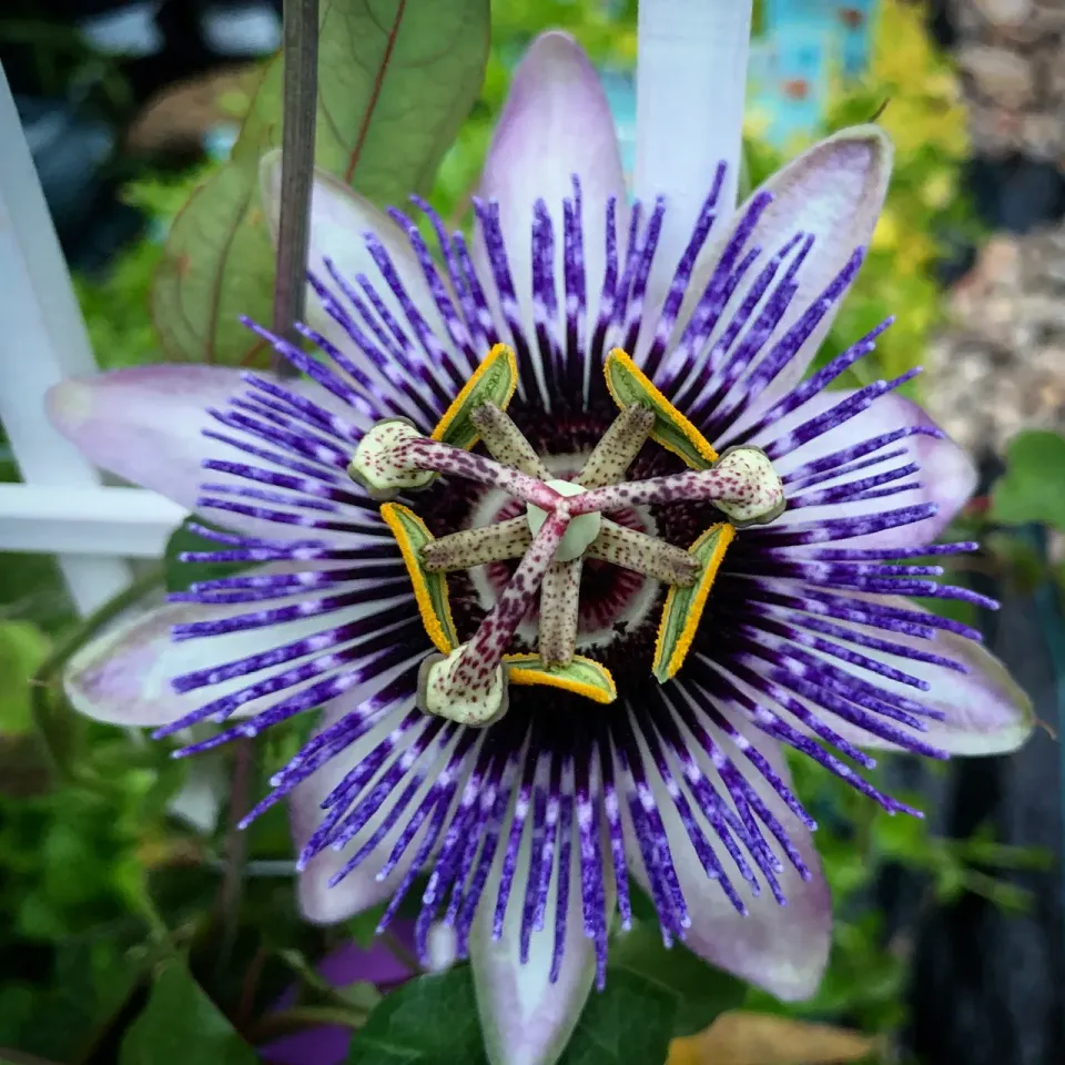 The Natural World Damsel's Delight passiebloem plant