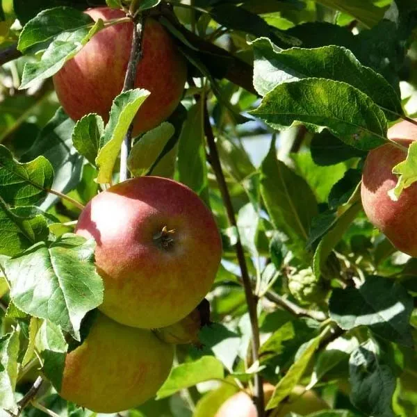 Tuincentrum Heerdink fruitboom diverse soorten
