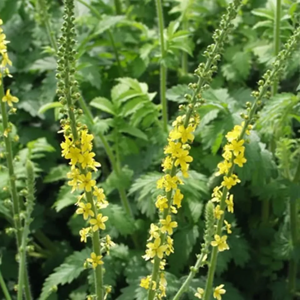 The Natural World Agrimonia eupatoria agrimonie zaden thee
