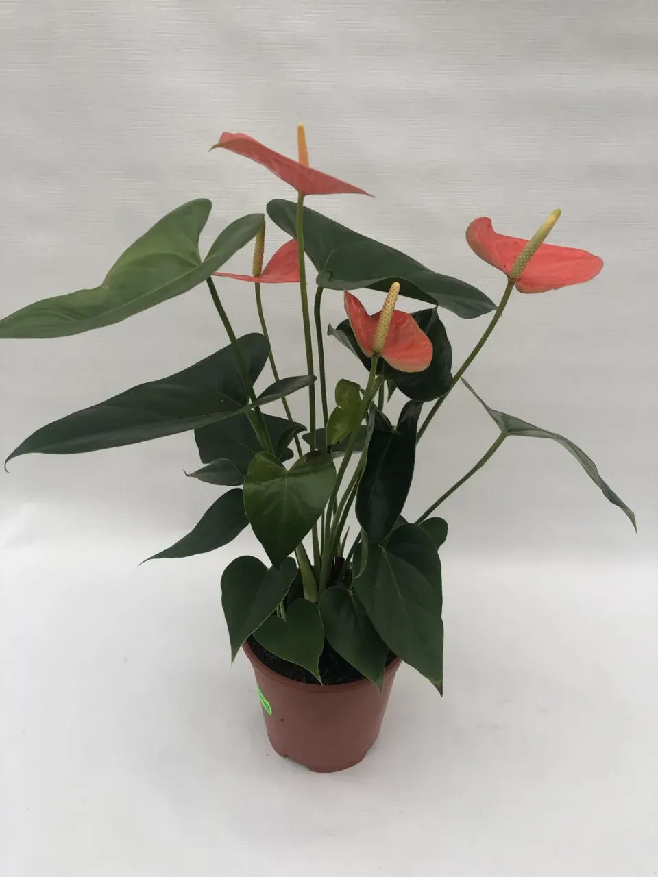 Tuincentrum Heerdink Anthurium Prince of Orange 45 cm