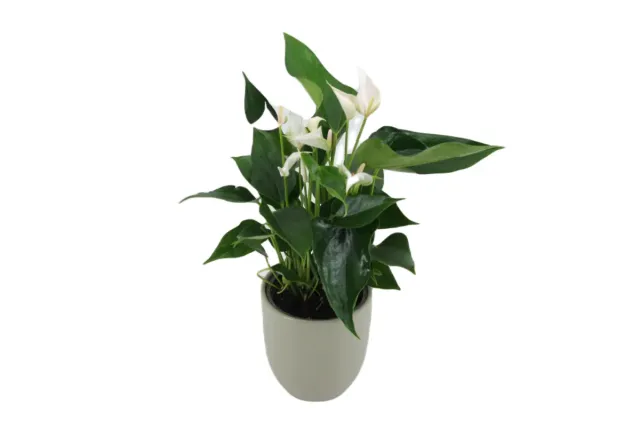 XL-Bloom YoungPlants XL.01 Sakura White plant eetbaar