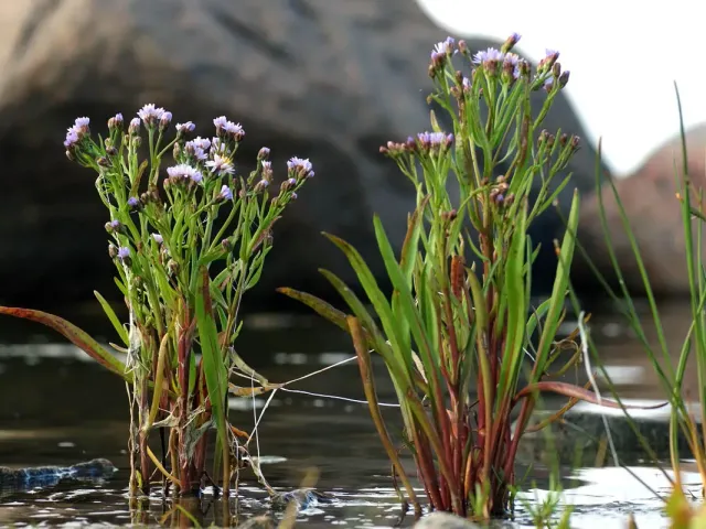 The Natural World Aster tripolium zeeaster plant