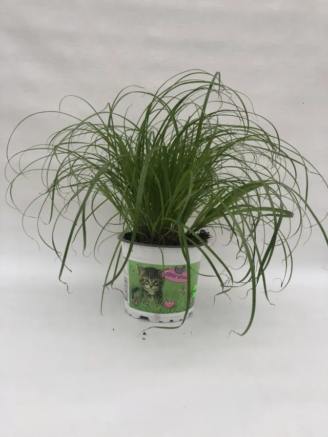 Tuincentrum Heerdink Cyperus Zumula kattengras groen