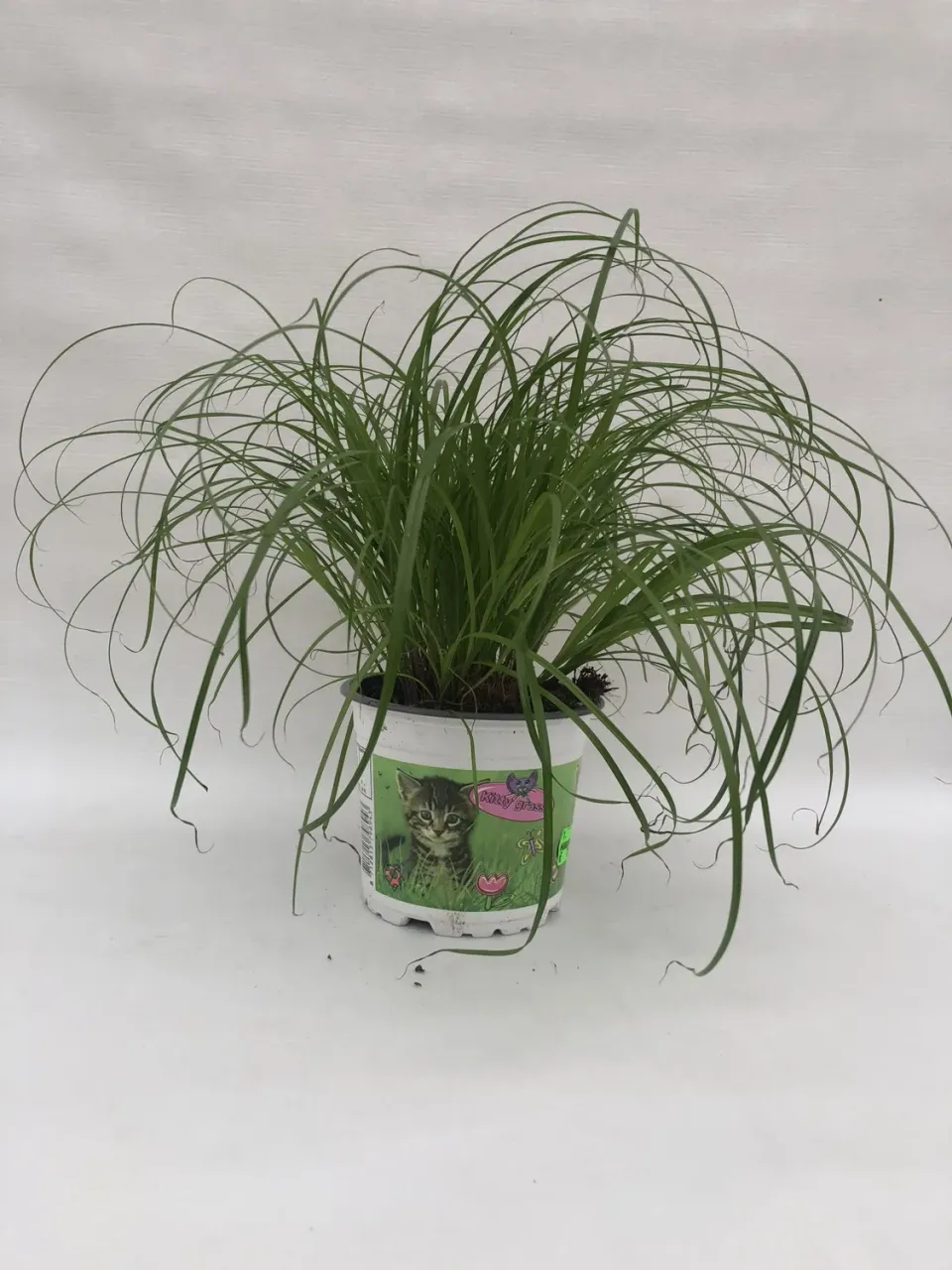 Tuincentrum Heerdink Cyperus Zumula kattengras groen