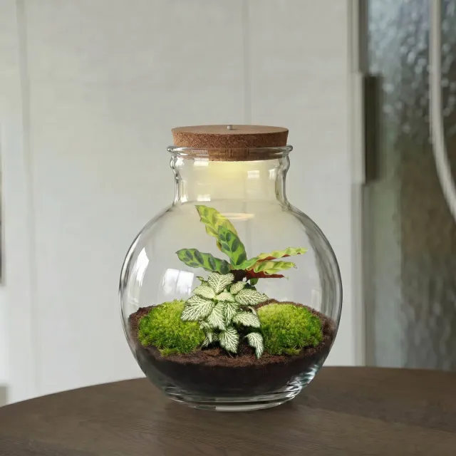 Urbanjungl Teddy planten terrarium DIY kit 25 cm met licht