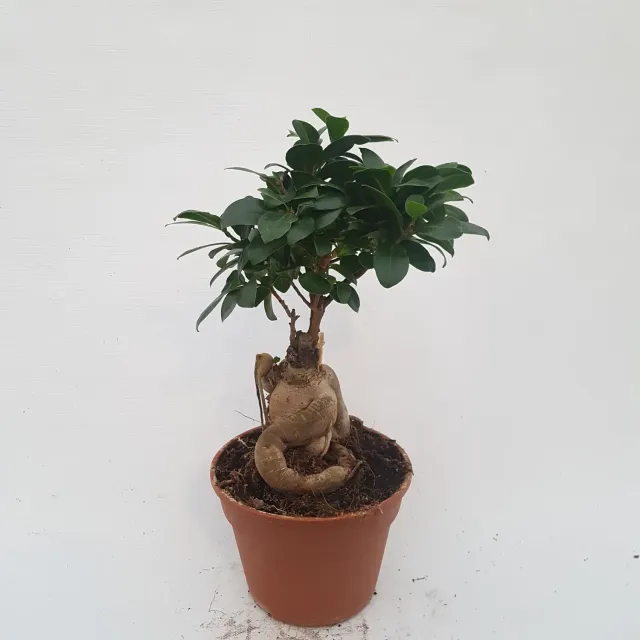 Tuincentrum Heerdink Ficus microcarpa Ginseng bonsai 35 cm stam