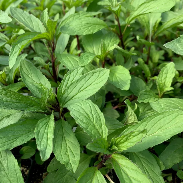 The Natural World Mentha Thai muntplant P9 eetbaar