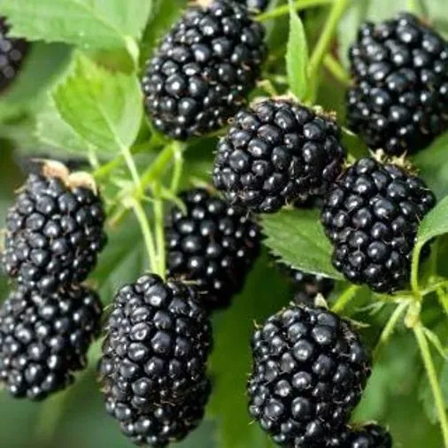 The Natural World Rubus fruticosus Himalaya braam struik doornloos