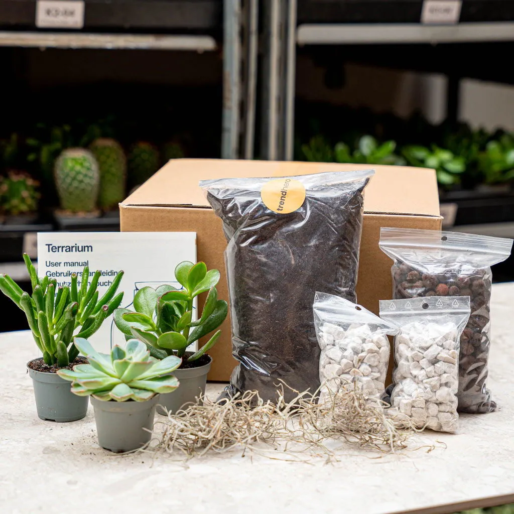 Urbanjungl Succulenten navulset L/XL 3 stuks met startersgrond