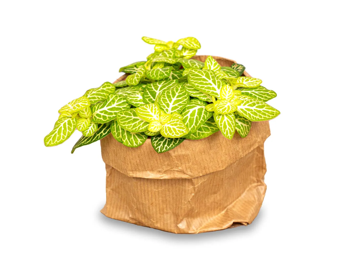 Urbanjungl Fittonia Joly Lemon Mozaïekplant 10 cm