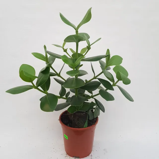 Clusia Rosea Varkensboom kamerplant 55 cm