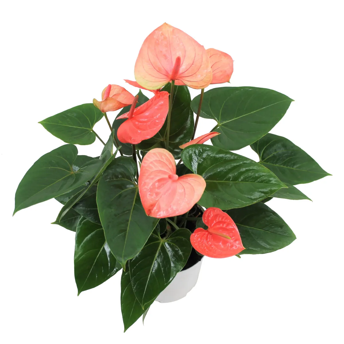 XL-Bloom YoungPlants XL.52 Easy Salmon kamerplant jong zalm
