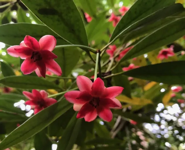 The Natural World Illicium henryii steranijs plant C2