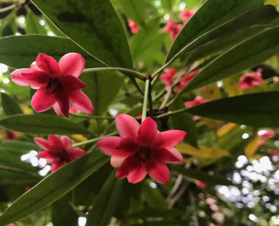 The Natural World Illicium henryii steranijs plant C2