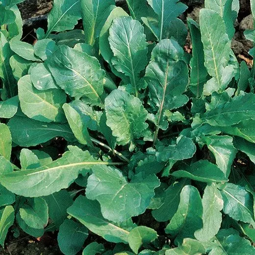 The Natural World Gewone rucola plant eetbaar