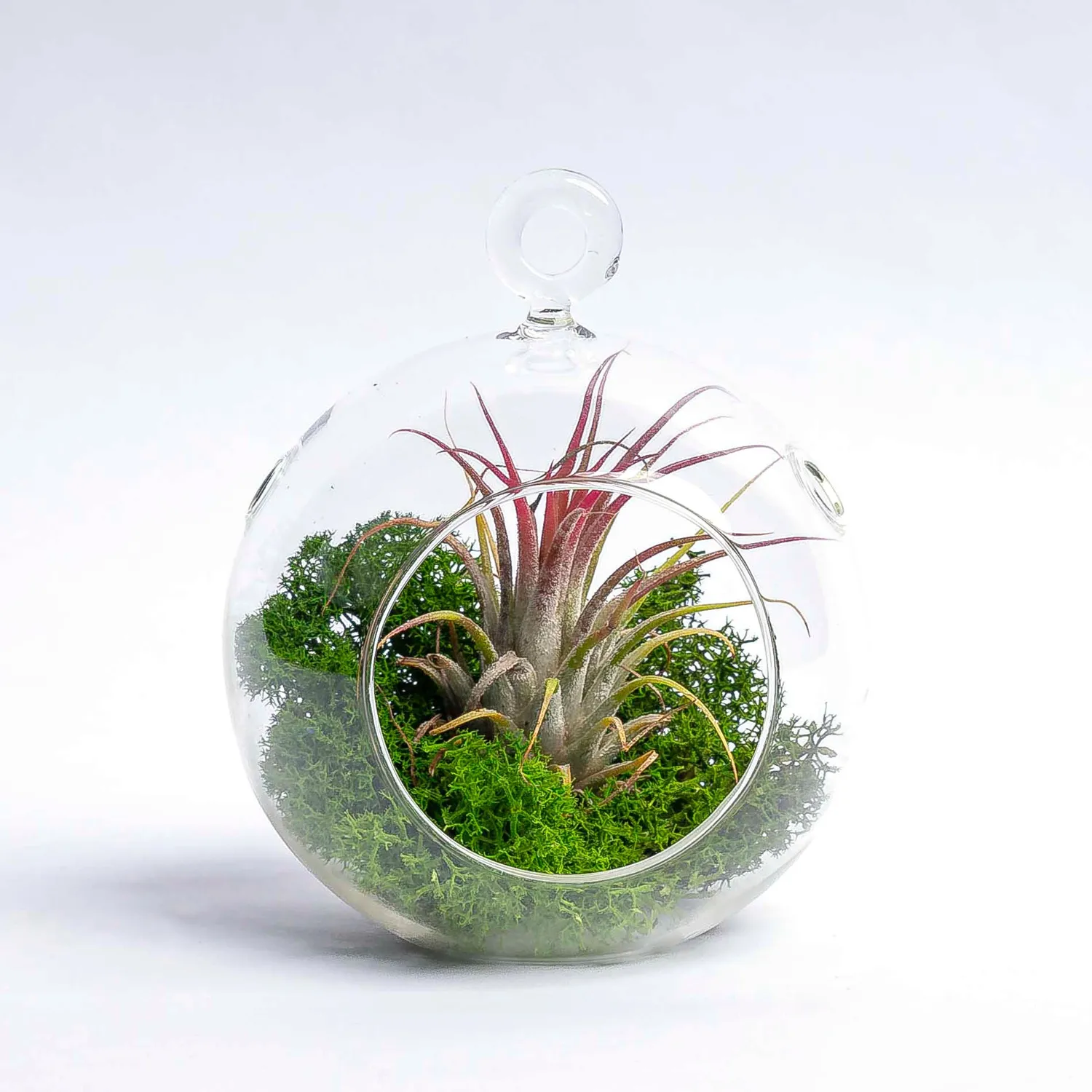 Urbanjungl Kerstbal glas hangend met airplant en mos