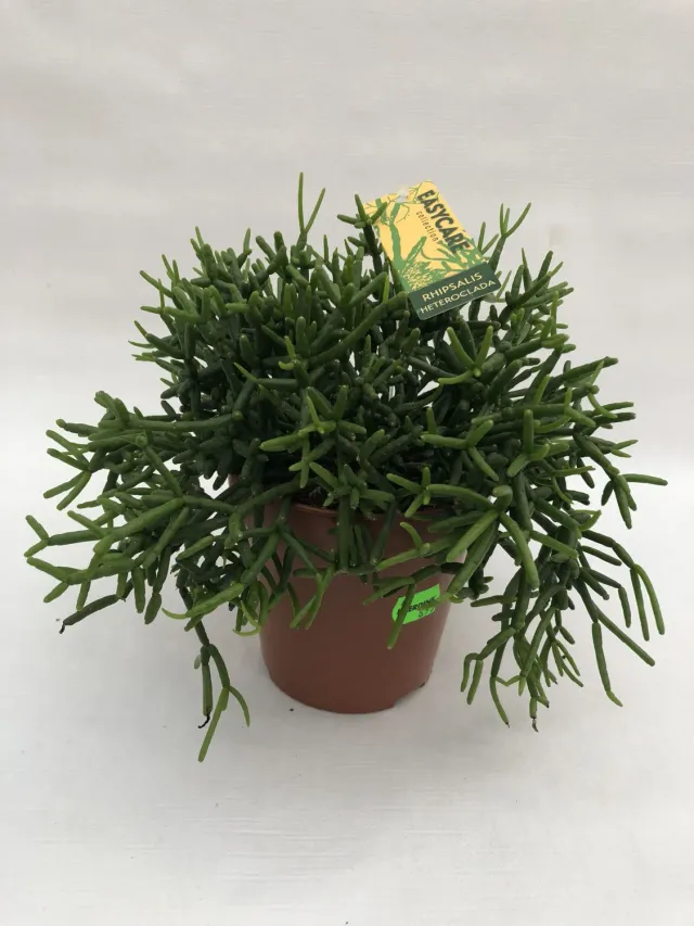 Tuincentrum Heerdink Rhipsalis heteroclada koraalcactus hangplant