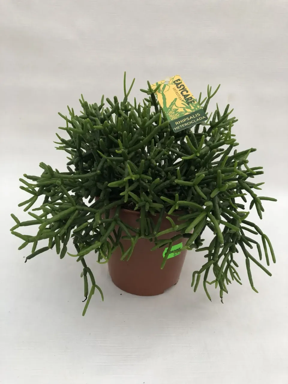 Tuincentrum Heerdink Rhipsalis heteroclada koraalcactus hangplant