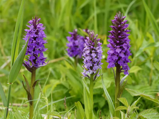 The Natural World Dactylorhiza majalis orchidee plant