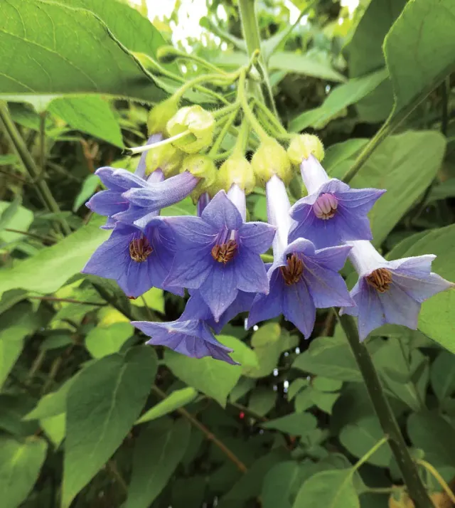 The Natural World Iochroma grandiflora kuipplant paars