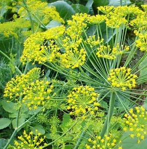 The Natural World Anethum dilleplant P9 vers