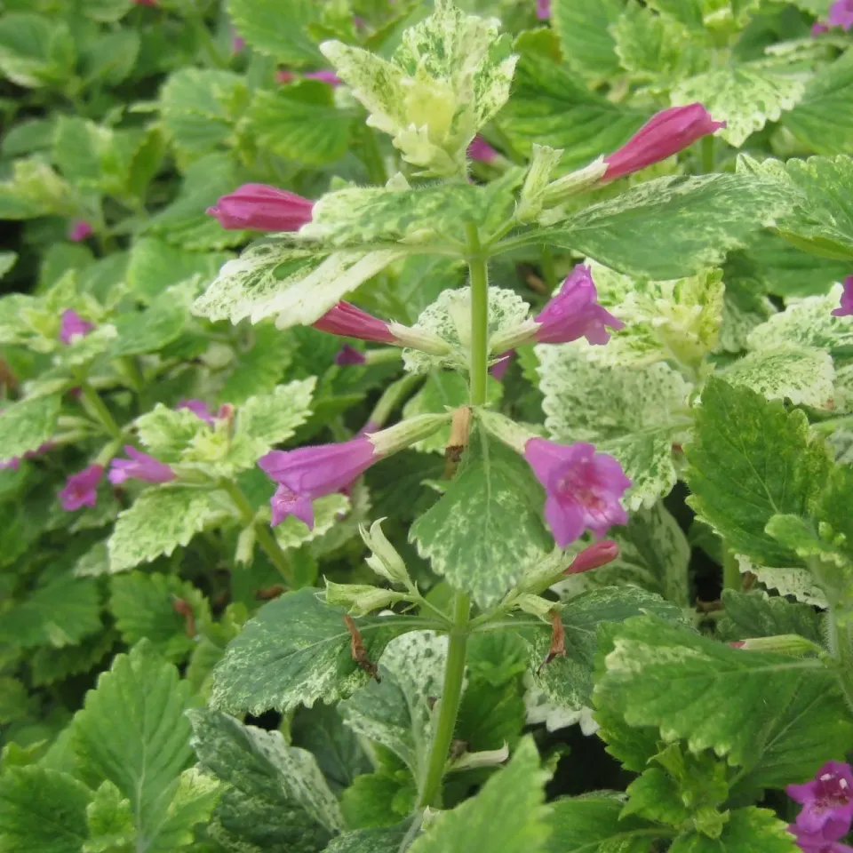 The Natural World Calamintha Variegata plant bont blad