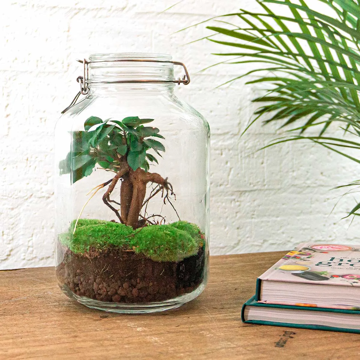 Urbanjungl Jar Bonsai terrarium weckpot DIY kit 18 cm
