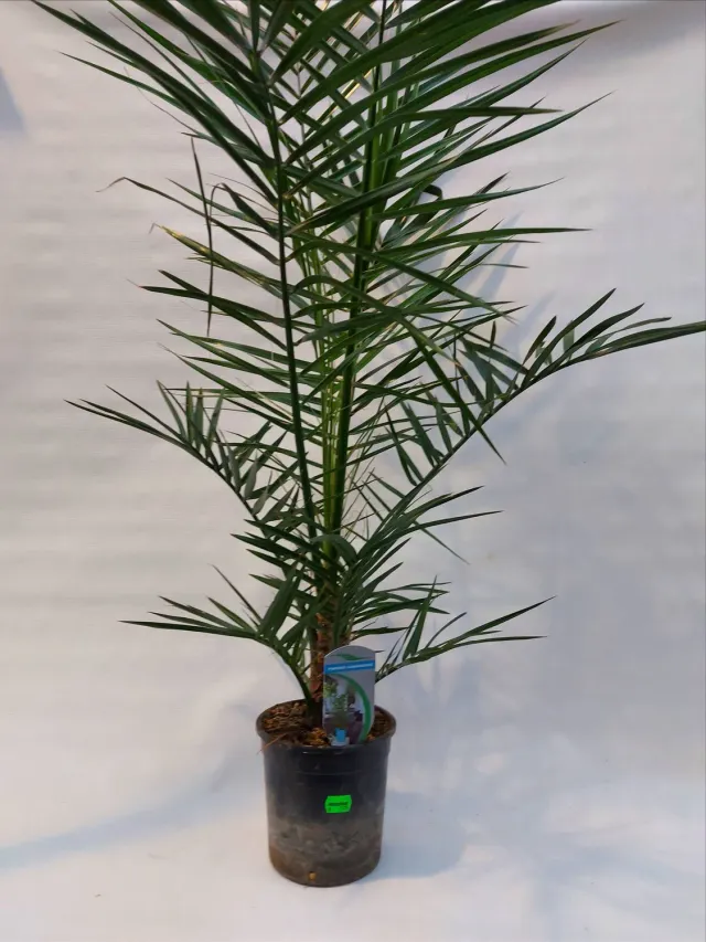 Tuincentrum Heerdink Phoenix canariensis dadelpalm