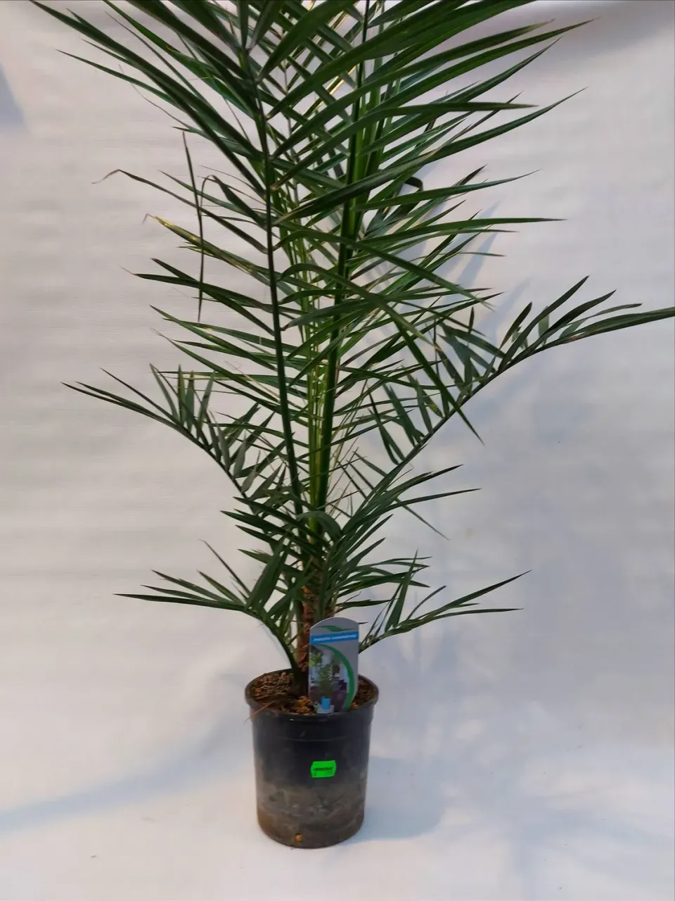 Tuincentrum Heerdink Phoenix canariensis dadelpalm