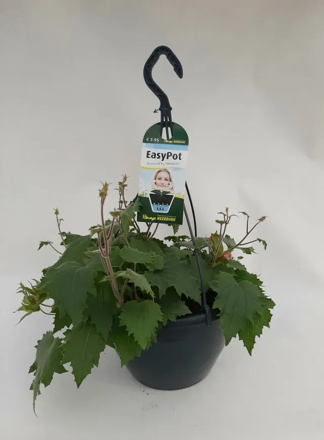 Tuincentrum Heerdink Lophospermum klimplant rijkbloeiend