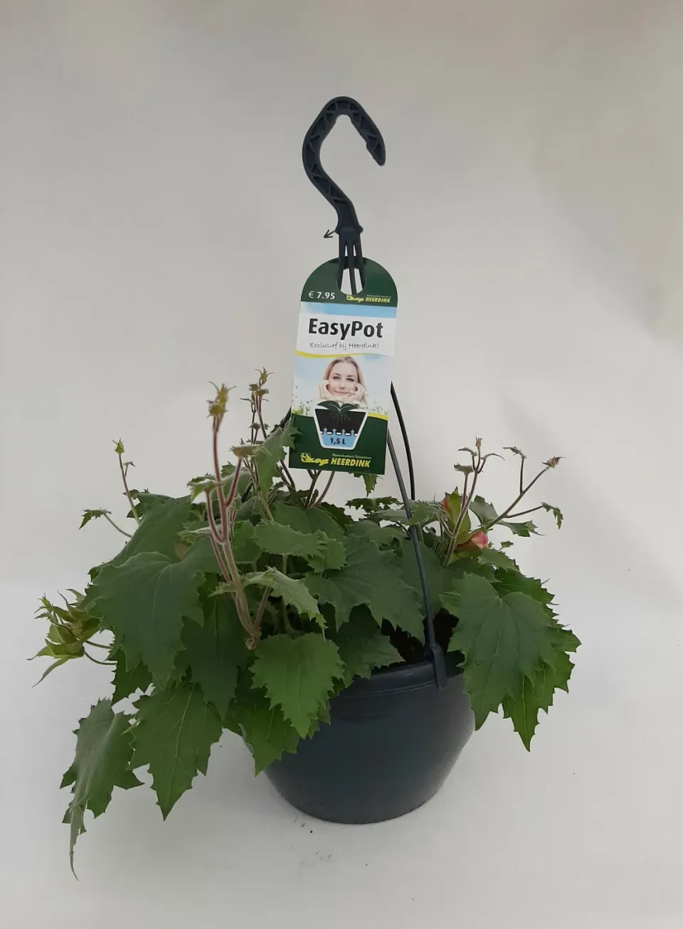 Tuincentrum Heerdink Lophospermum klimplant rijkbloeiend