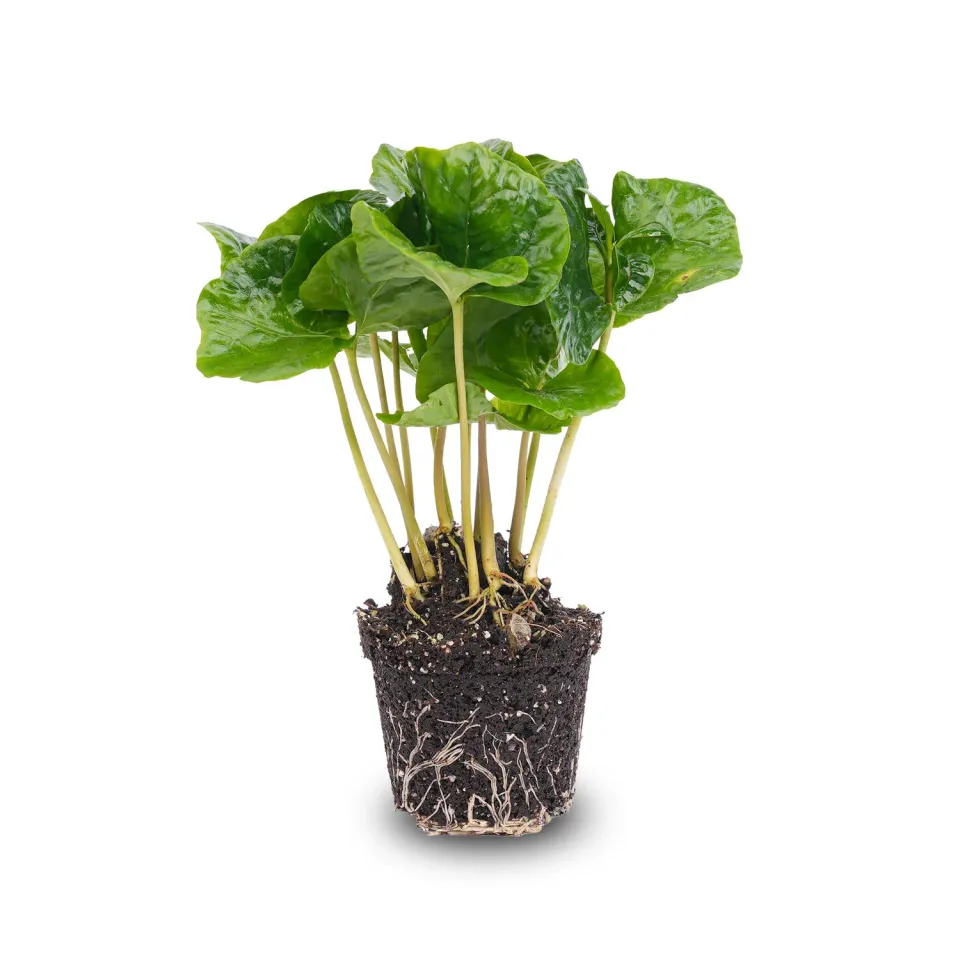 Urbanjungl Coffea Arabica koffieplant 15-20 cm pot 6 cm