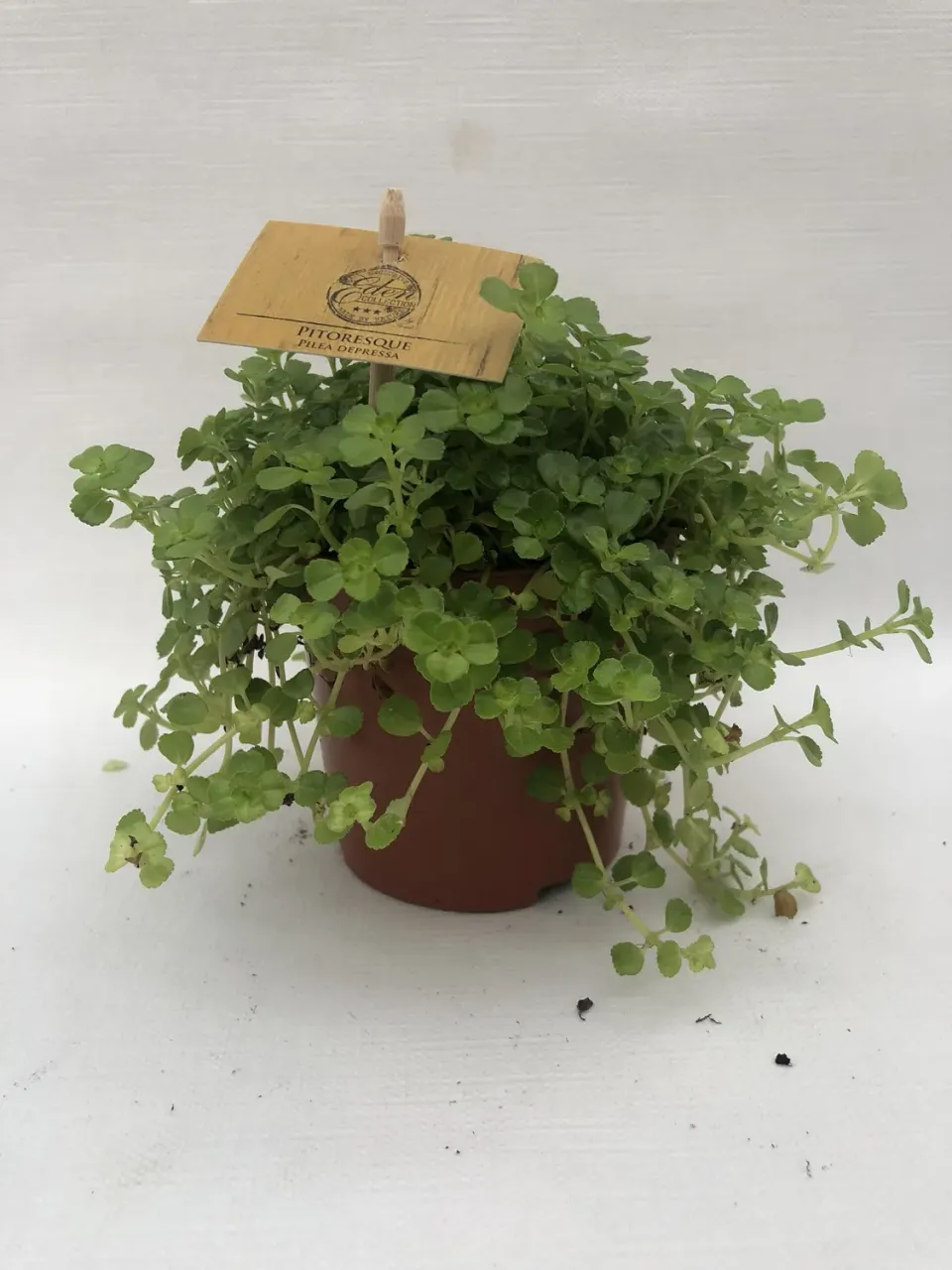 Tuincentrum Heerdink Pilea depressa kamerplant hangend groen