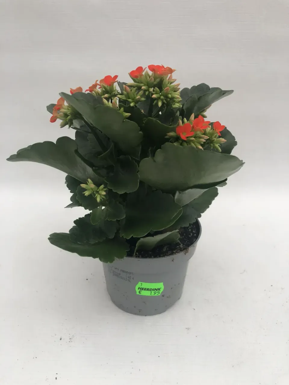 Tuincentrum Heerdink Kalanchoe blossfeldiana kamerplant bloeiend
