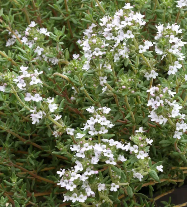 The Natural World Thymus thracicus zaden tijm