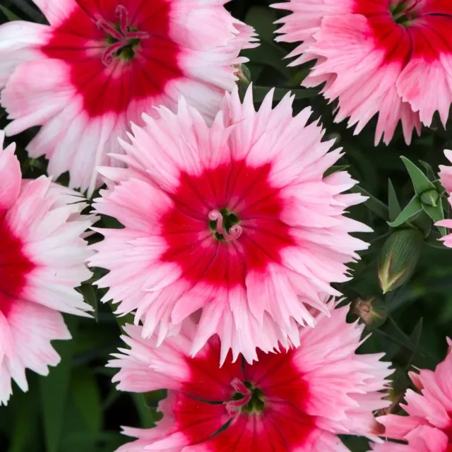 The Natural World Dianthus Strawberry Parfait anjer roze