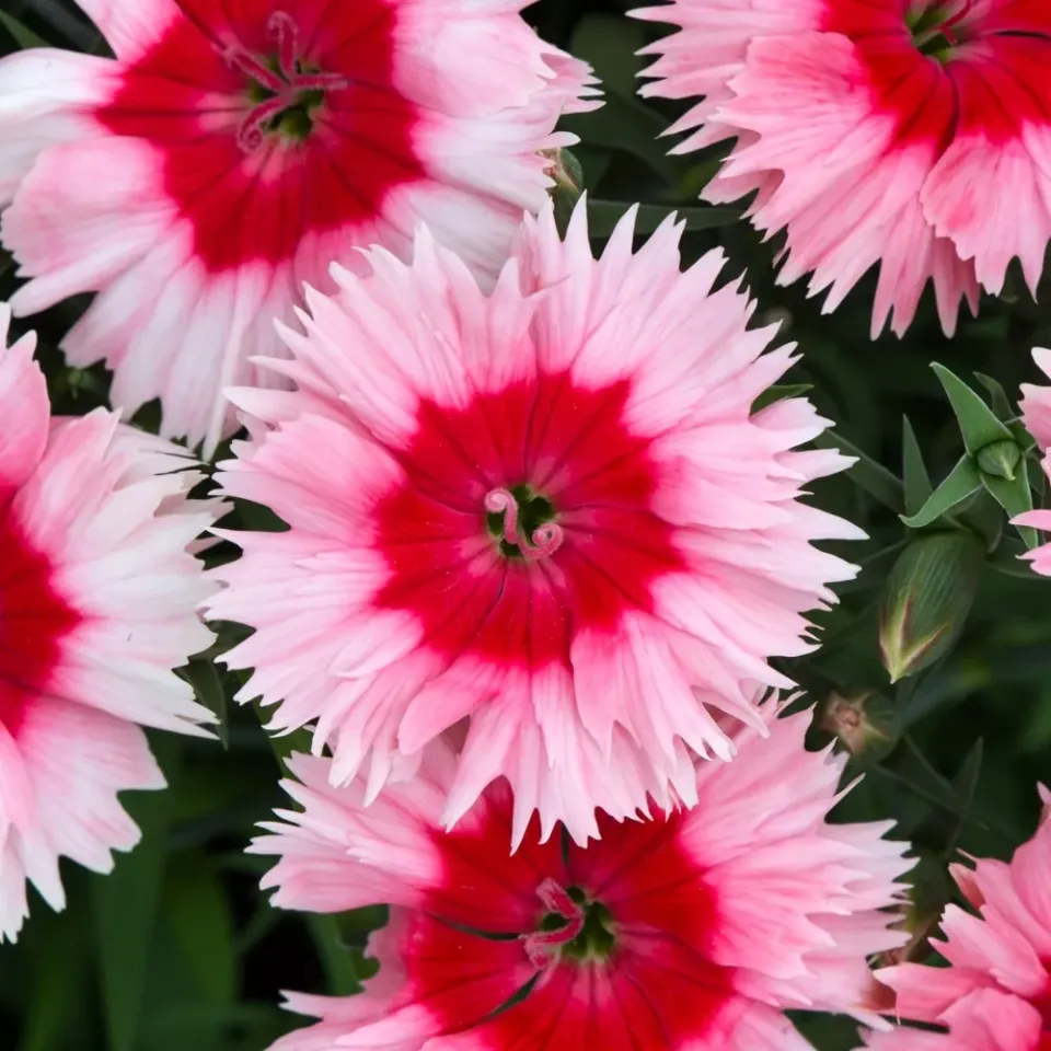 The Natural World Dianthus Strawberry Parfait anjer roze