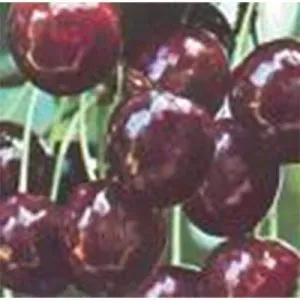 Tuincentrum Heerdink Prunus Early Rivers kersenboom zoet