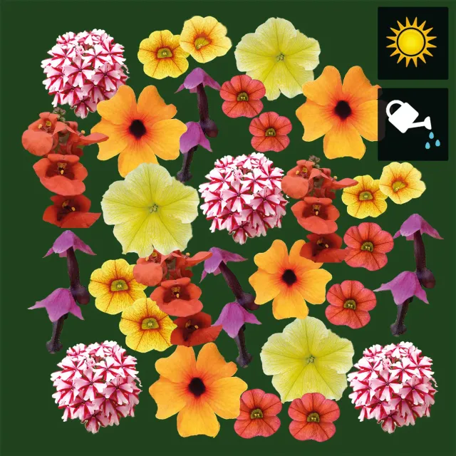 Huyskweker Gameren Autumn FM herfstplant mix