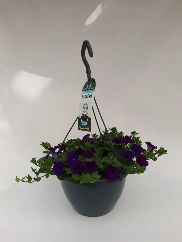 Petunia Hangpetunia donkerblauw balkon langbloeiend