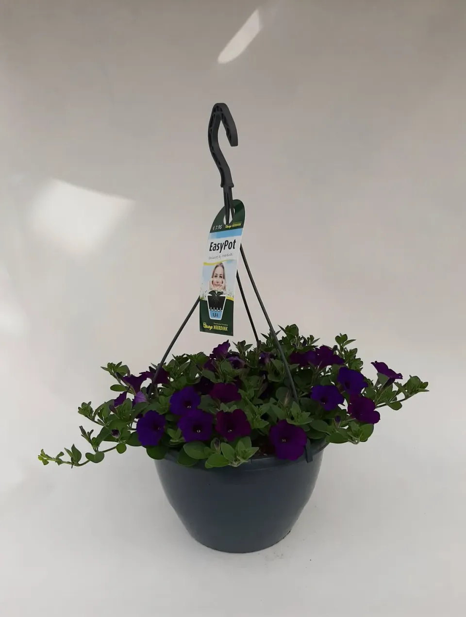 Petunia Hangpetunia donkerblauw balkon langbloeiend