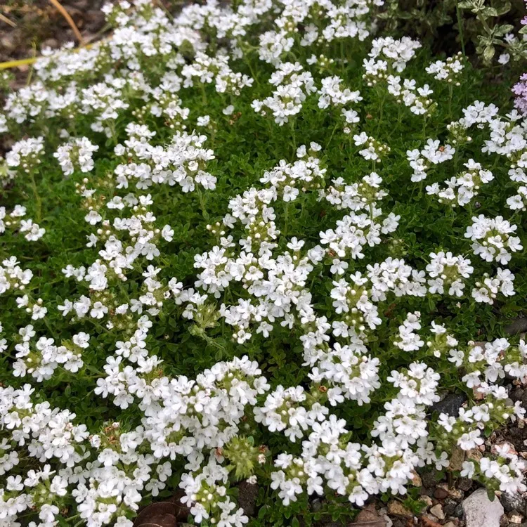 The Natural World Thymus serpyllum Snowdrift tijmplant eetbaar