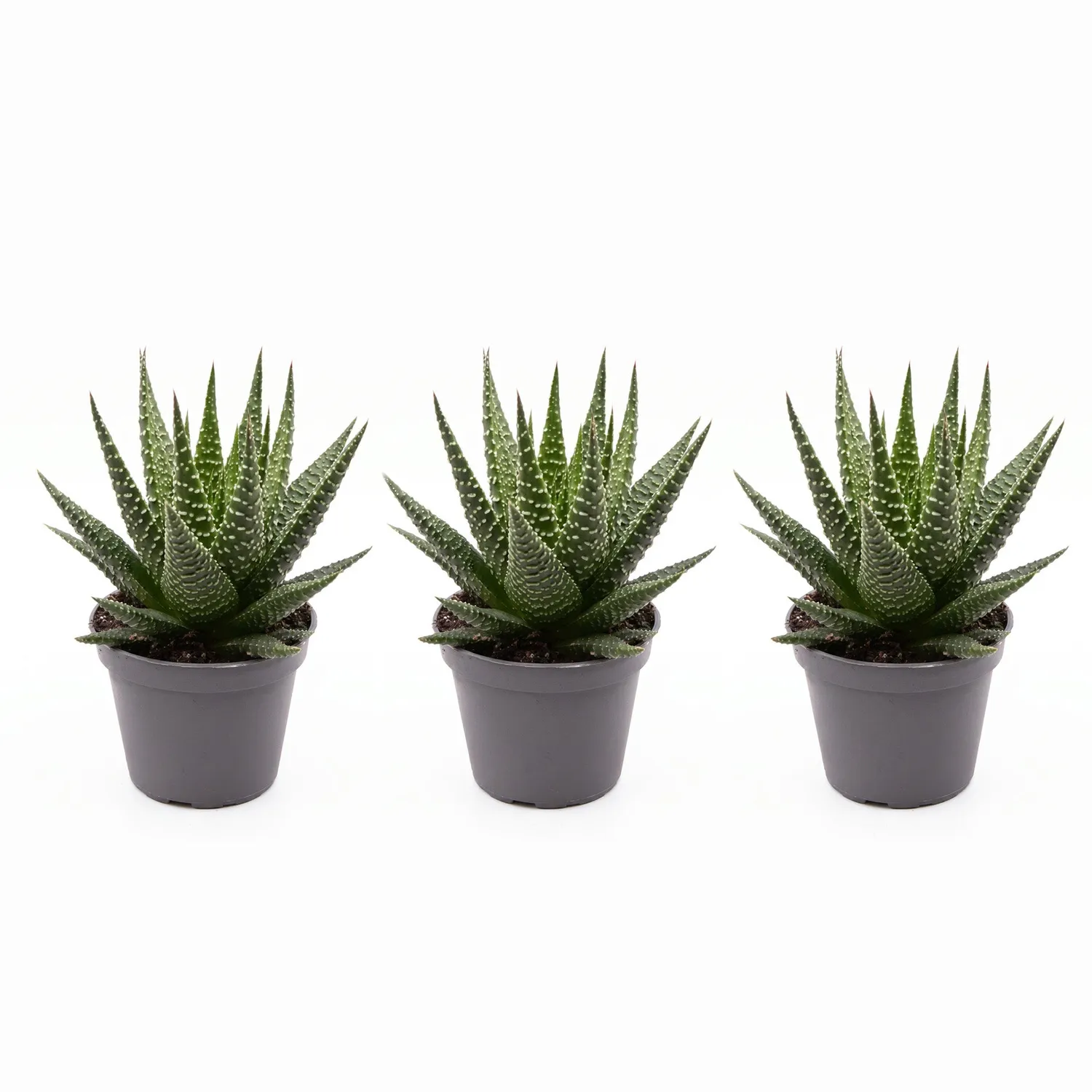 Urbanjungl Haworthia Gasworthia vetplant 5,5 cm pot onderhoudsarm