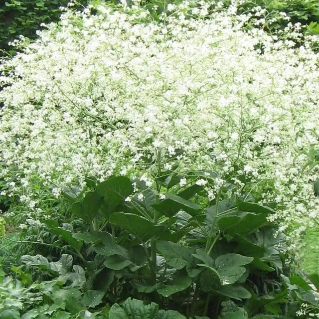 The Natural World Crambe cordifolia plant witte wolk