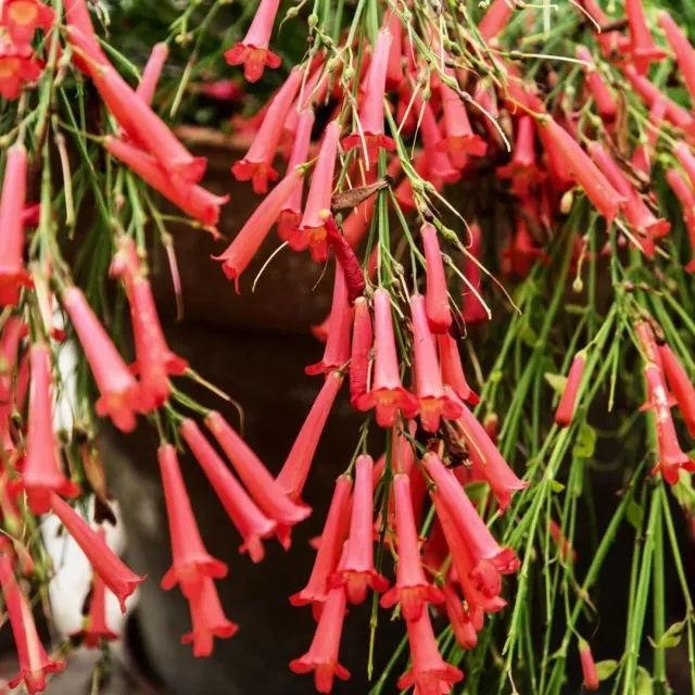 The Natural World Russelia equisetiformis plant hangplant