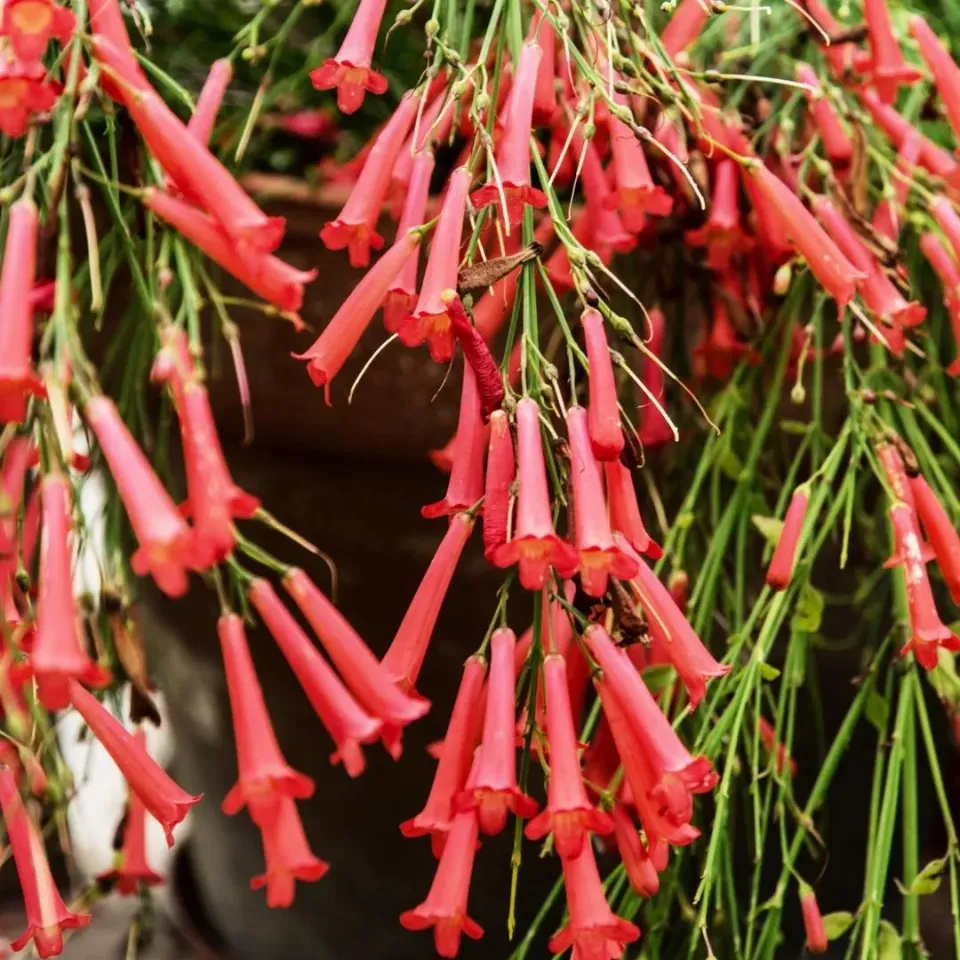 The Natural World Russelia equisetiformis plant hangplant