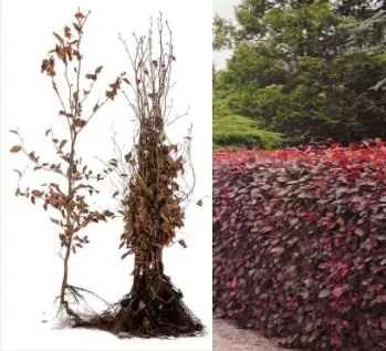 Fagus sylvatica Atropunicea rode beuk 40-60 cm